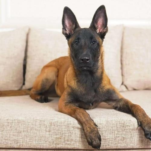 Imagen 4 de 6 de Alimento Para Perros Iron Dog Cachorros 2 Paquetes 3kg C/u