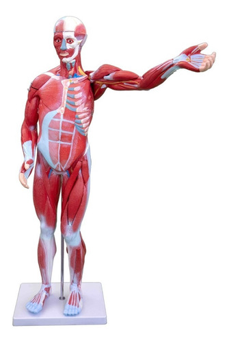 Modelo Anatómico Muscular Cuerpo Entero  80cm 27 Partes