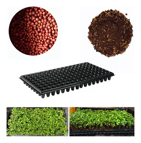 Semilla De Eugenia Kit Para 128 Plantas Cerca Viva