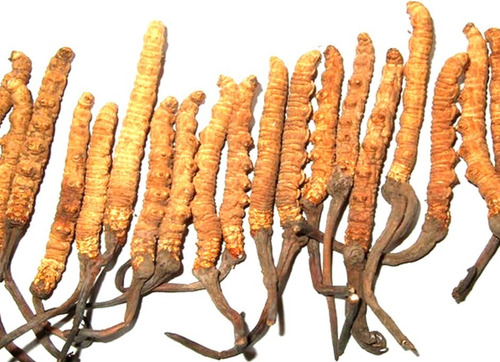 Imagen 4 de 5 de Cordyceps Dxn