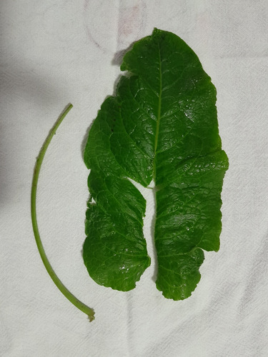 4 Mudas Língua De Vaca - Labaça - Panc - Rumex Obtusifolius