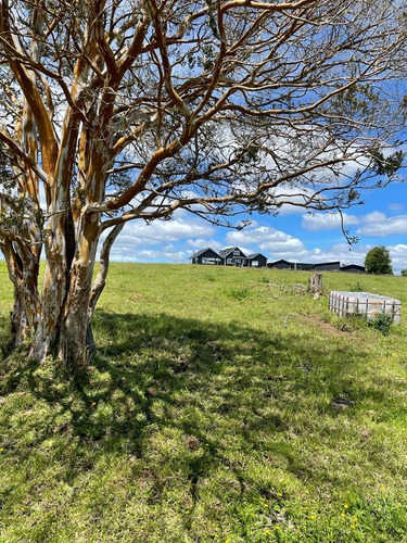 Chiloé Maravillosa Parcela Bosque Nativo 2 Excelentes Casas