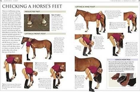 Manual De Cuidado De Caballo Completa