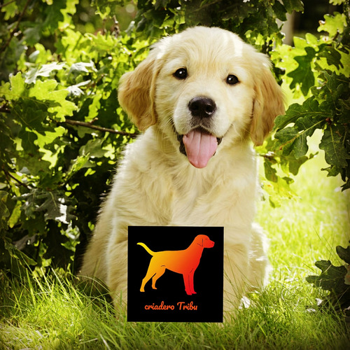 Los Golden Retriever Con Mas Historia - Criadero Tribu