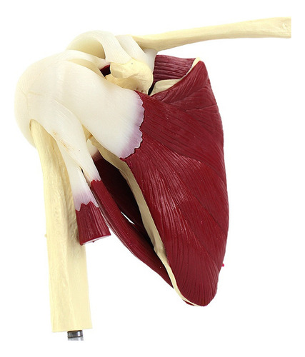 Articulación Del Hombro Humano Con Modelo Muscular