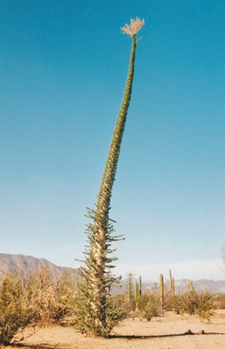Fouquieria Columnaris, Cirio, 10 Semillas, Nv