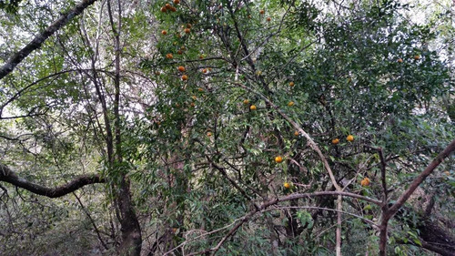 Campo 340 Has En Artigas Limite Con Salto