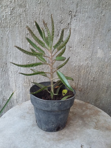 Imagen 5 de 5 de Aranto, Kalanchoe Daigremontiana 20 Cm Altura, $ 55.00