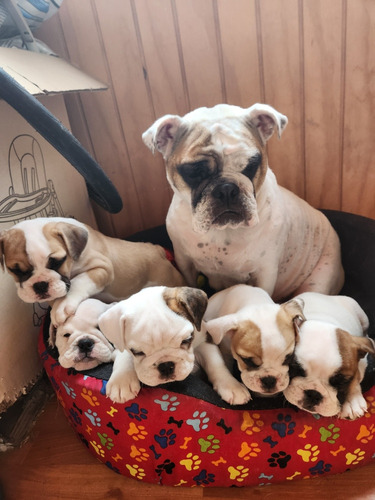 Bulldog Inglés Cachorras Buscan Hogar 