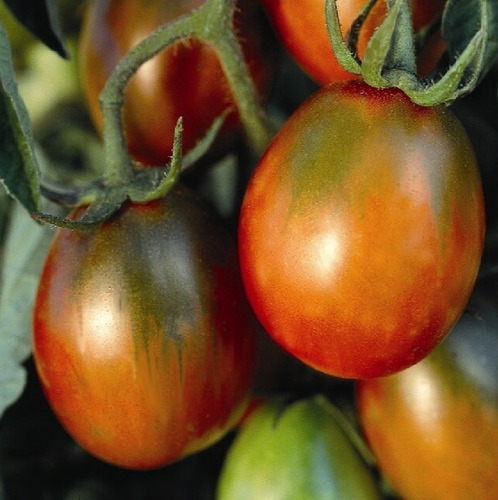 Semillas Organicas De Tomate Black Plum ( Ciruela Negra ) 