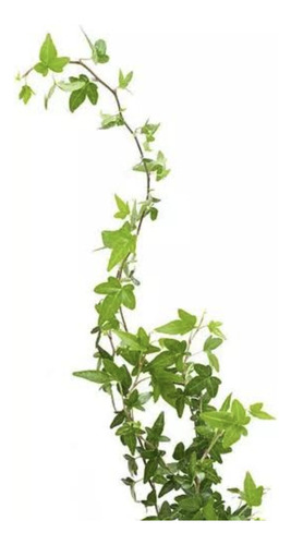 Kit 6 Muda Hedera Helix Variegata- Hera Variegata Trepadeira