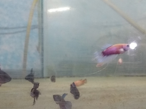 Imagen 7 de 9 de Bettas Machos Juveniles