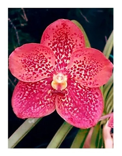 Orquídea Vanda Vermelha - Adulta | Frete grátis