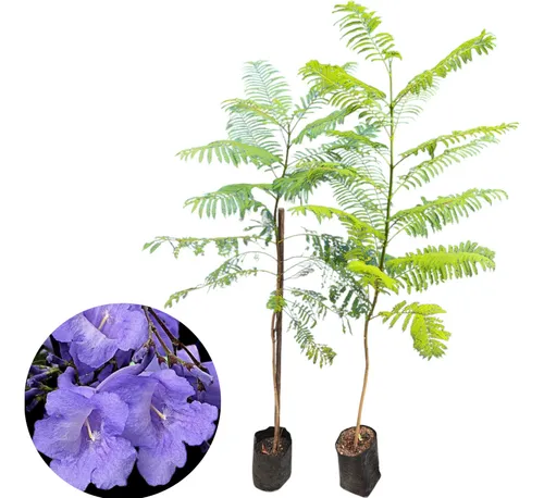 Jacarandá Promo X2 Árboles - Sombra Y Floración Espectacular
