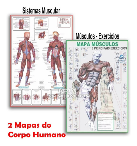 Kit 2 Mapas Sistema Muscular - Exercícios Muscular Academia