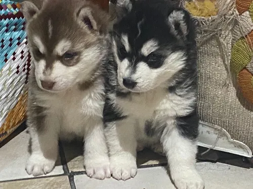 comprar Husky Siberiano