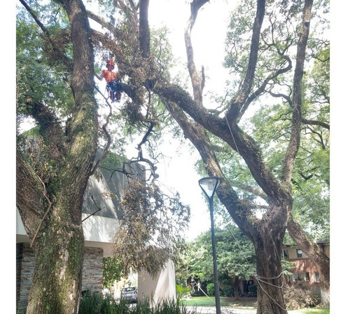Poda De Arboles Altura Riesgo - Zona Norte - Art - Empresa