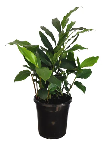 Alpinia Enana, Falso Cardamomo ( Alpinia Mutica) Plantas