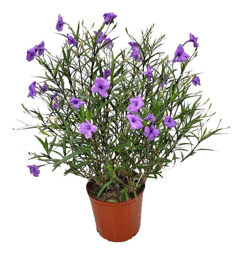 Ruellia Violetas,  ( Petunia Mexicana ) Plantas