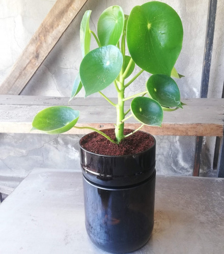 Imagen 8 de 9 de Cuchara Little Plant 22, Maceta Autorregante