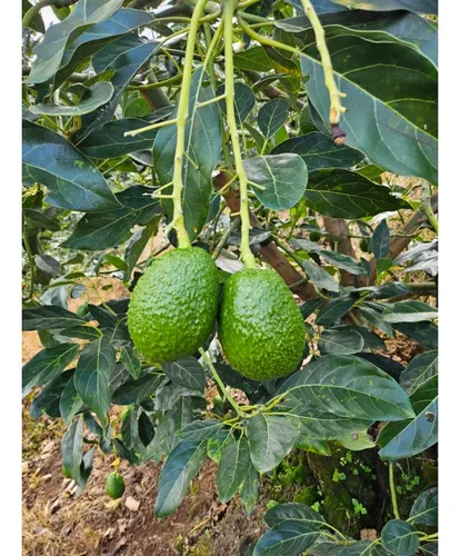 Se Vende Finca En Produccion Aguacate Hass Pijao Quindio