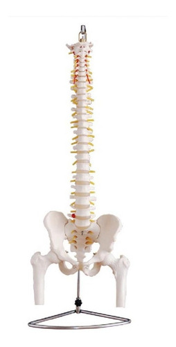 Imagen 1 de 2 de Material Didáctico Columna Vertebral Pelvis Y Cabeza Fémur