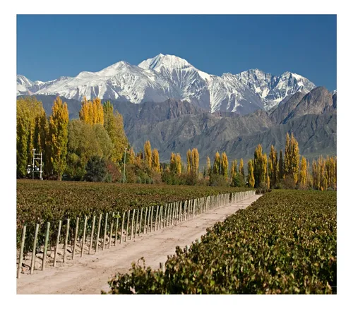Vino Zuccardi Aluvional Paraje Altamira Malbec Caja X6