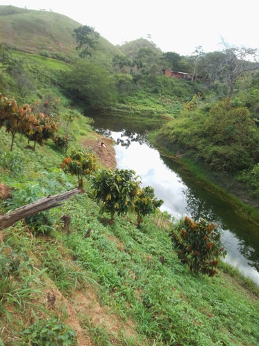 Imagen 8 de 10 de Finca En Sector Las Palmas Cod. Indif-067