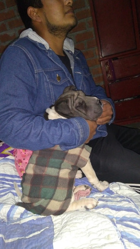 Imagen 2 de 2 de Shar Pei