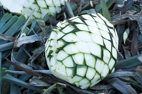 Proyeccion Financiera Para Destiladora De Agave
