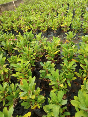Plantas De Corona De Cristo Color Rosado Planta De Sol