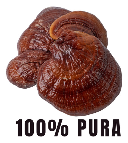 Hongo Reishi Ganoderma 100% Puro - Bioherb - 180 Días Sin Sabor