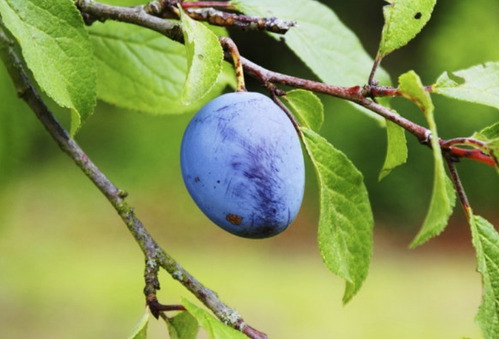 Ciruela Azul