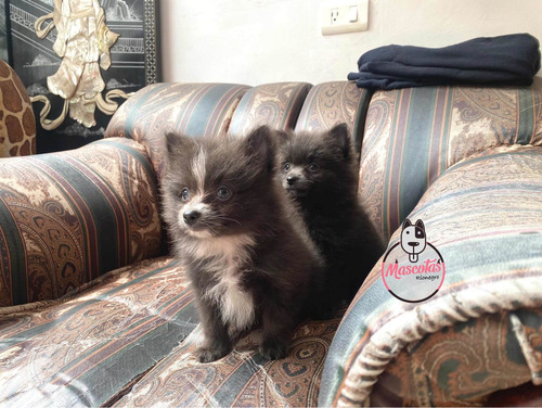 Imagen 4 de 5 de Espectaculares Cachorros Pomerania Genblue Mascotas Rionegro