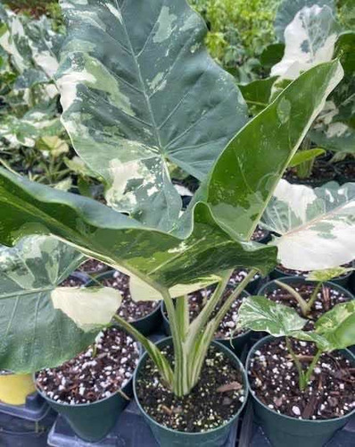 Planta Alocasia Variegada