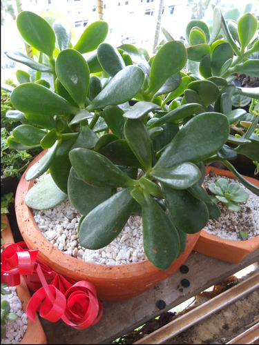 Venta De Plantas Suculentas Jardín Y De Siembra Cultivo