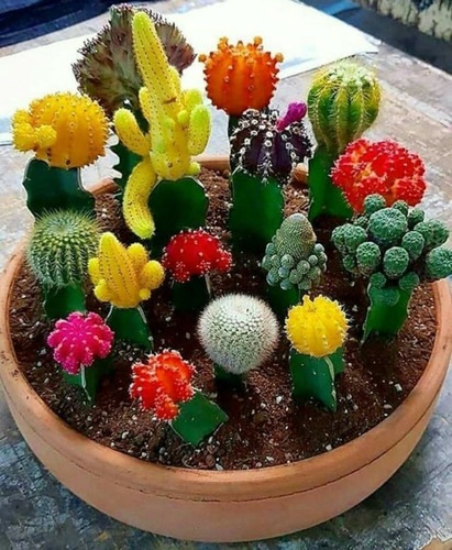 Cactus Coleccionables, Injertados C/u