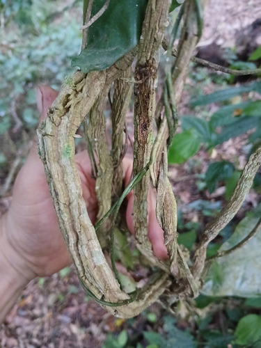 Muda De Sipó Mil Homens