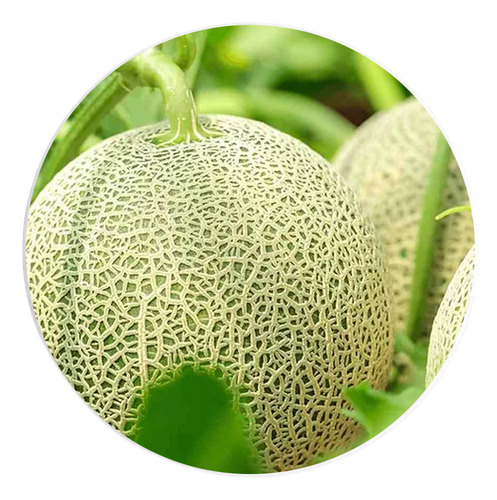 Semilla De Melón Var. Top Mark (1,000 Semillas)