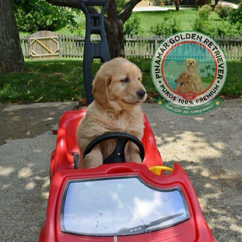 Nuestros Golden Retriever De La Costa Verde A Todo El Pais.