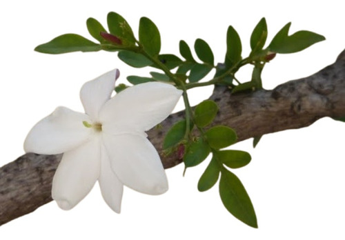 Jazmín Morisco (jazminum Officinale) Envió Gratis