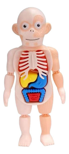 Juguetes Humanos Para Niños, Modelo 3d, Anatomía De Órganos