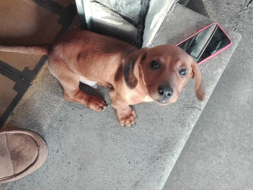 Imagen 8 de 10 de *la Aldea Guarderia Y Pensionado Canino*