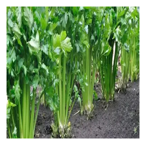 Semillas De Apio Para Hortalizas 70gr Hidroponía
