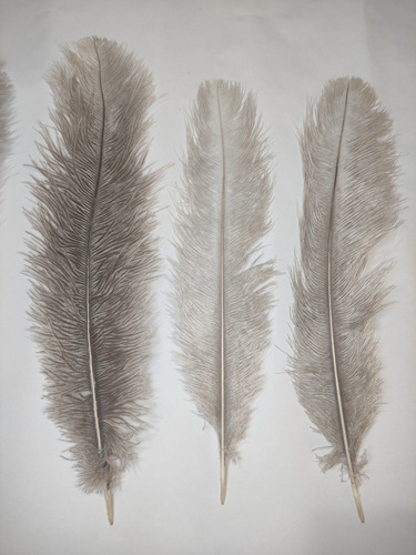 Imagen 4 de 5 de Plumas Decorativas (avestruz)