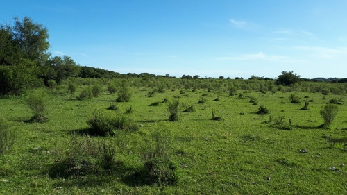 Imagen 3 de 7 de Dueño Vende - Campo 16 Has En Tala - Aguada - Montes - Luz