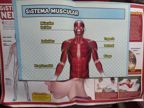 Gran Libro Del Cuerpo Humano, Billiken+ 2 Laminas