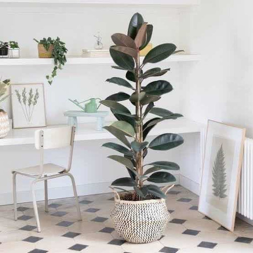 Planta De Hule Negro