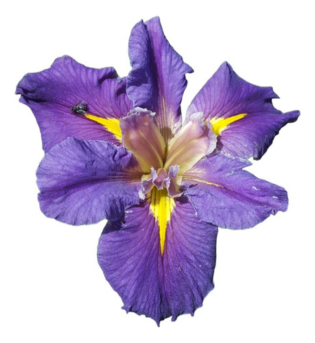 Iris Louisiana 'limbo'