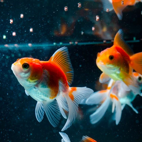 Imagen 5 de 9 de Tetra Goldfish 62gr Alimento Peces Agua Fria